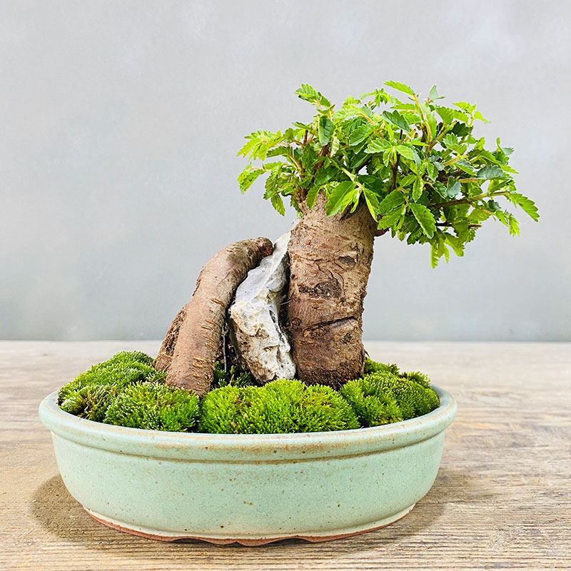 小叶榆树抱石微型盆景 榔榆老桩 室内I客厅办公室阳台绿植花卉盆