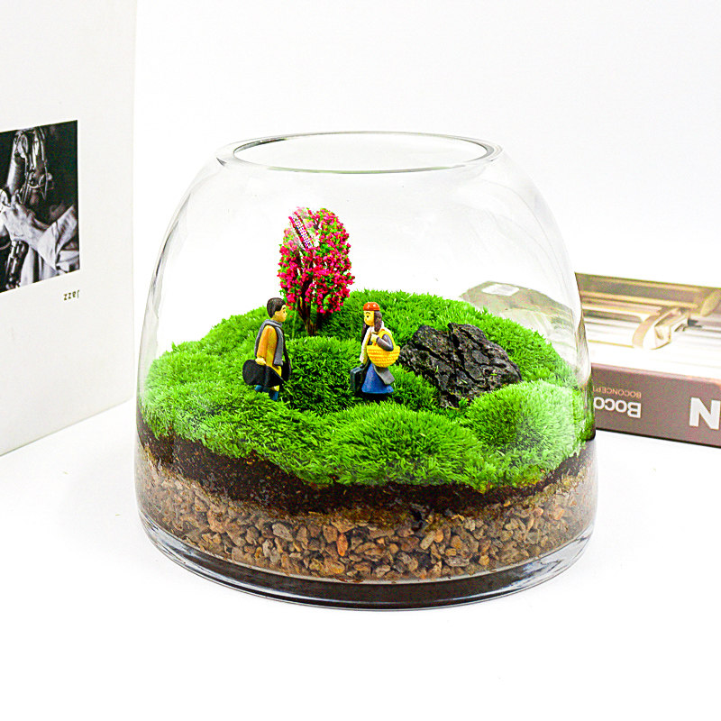 青苔苔藓植物活玻j璃缸瓶装闷养微景观微观生态瓶微缩盆栽绿植盆