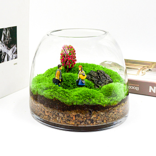 青苔苔藓植物活玻j璃缸瓶装闷养微景观微观生态瓶微缩盆栽绿植盆