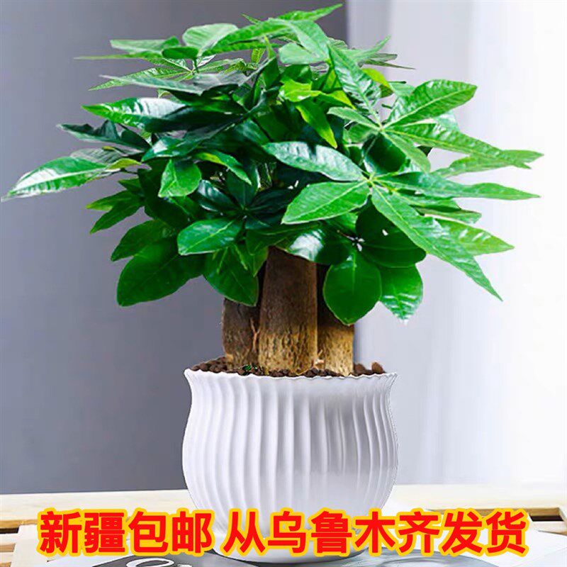 发财树小盆栽花卉绿植p物办公室内吸甲醛绿萝文竹树好养新疆包邮
