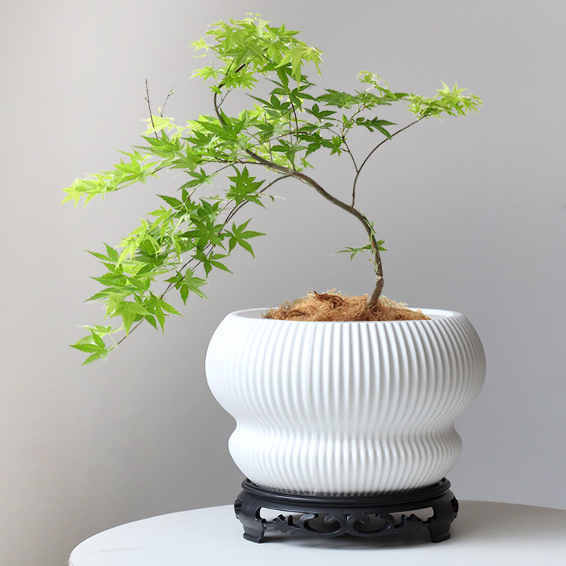 速发枫大号白色花盆特瓷带托盘家用客厅大发财树龟背竹流泉陶盆栽