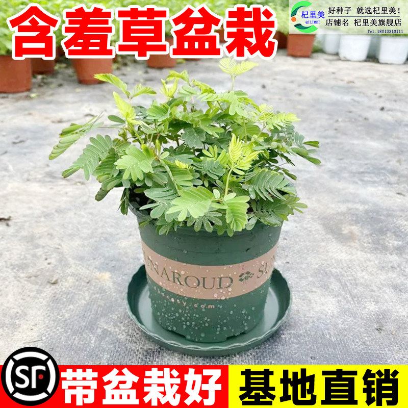 速发含羞草小盆栽室内台植物青易常四季种花卉怕羞草害羞草趣味植