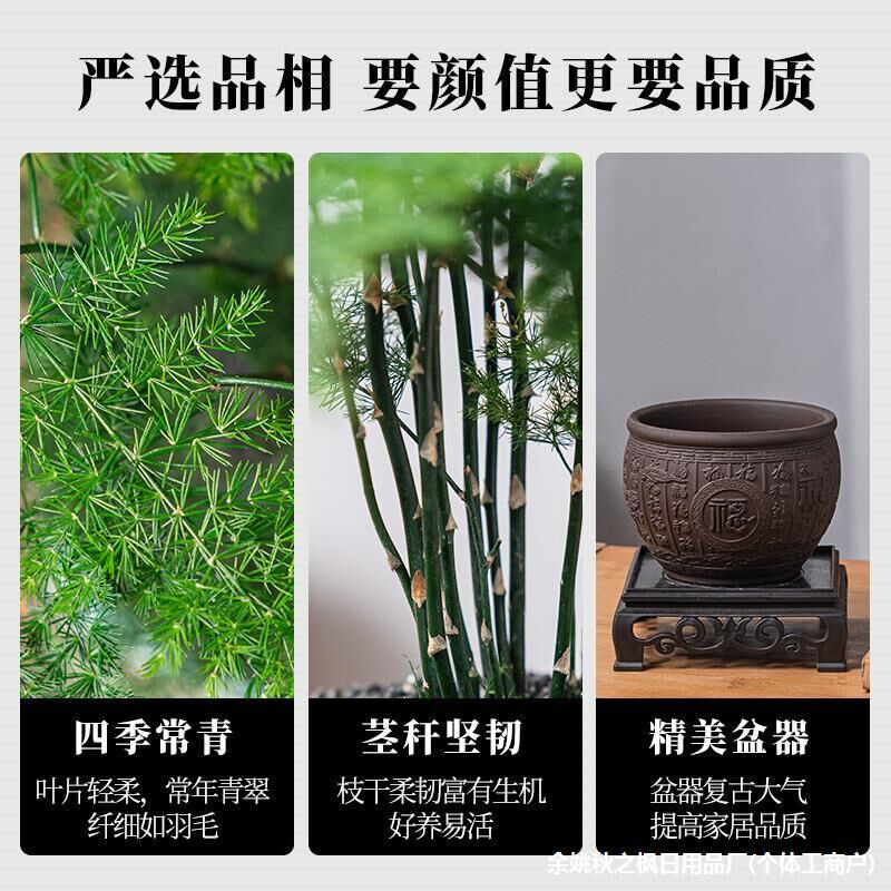 速发文竹盆栽植物室内花卉盆景客厅办公室桌面小绿植好养云竹四季