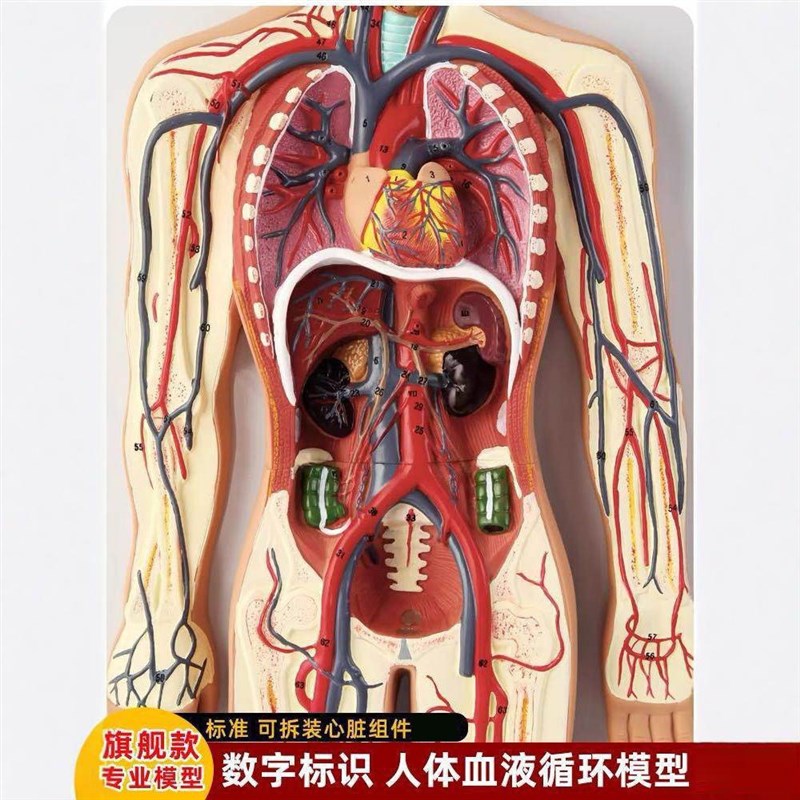 速发体人用液循环系统模型心脏血管器官解剖模型学校血教学教具