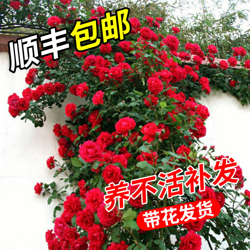 速发【季米6大苗】蔷薇花苗藤本月季特大开爬藤植物四1花花卉盆栽