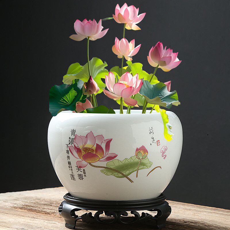 速发草钱草无孔水培植物容器碗莲一叶莲水仙花盆金钱铜睡莲盆缸大