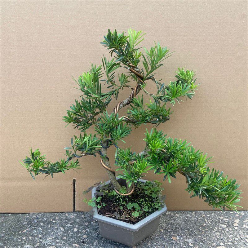 小叶雀舌罗汉松老桩盆景邹皮黄杨矮霸盆景小叶雀舌罗X汉松盆景老