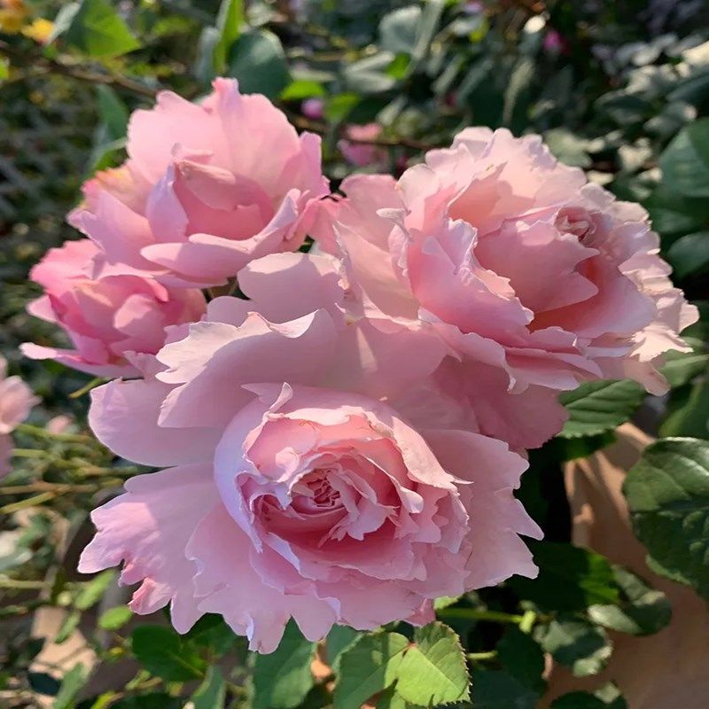 新品法国玫瑰索菲罗莎大花浓香月季花苗四季开花T阳台庭院耐寒抗,鲜花速递/花卉仿真/绿植园艺,月季/蔷薇/玫瑰,淘宝优惠券,粉丝福利购,淘宝优惠卷