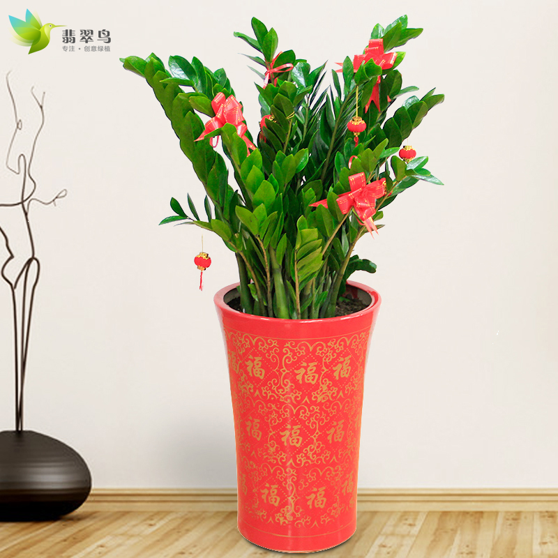 翡翠鸟金钱树盆栽植物办公室客厅室内开业送礼盆景花.卉大型绿植