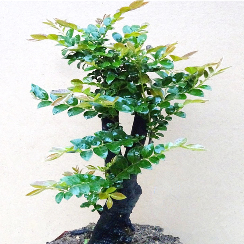 名贵小叶紫檀盆景植物室q内盆景树树桩盆栽四季常青办公室桌面绿