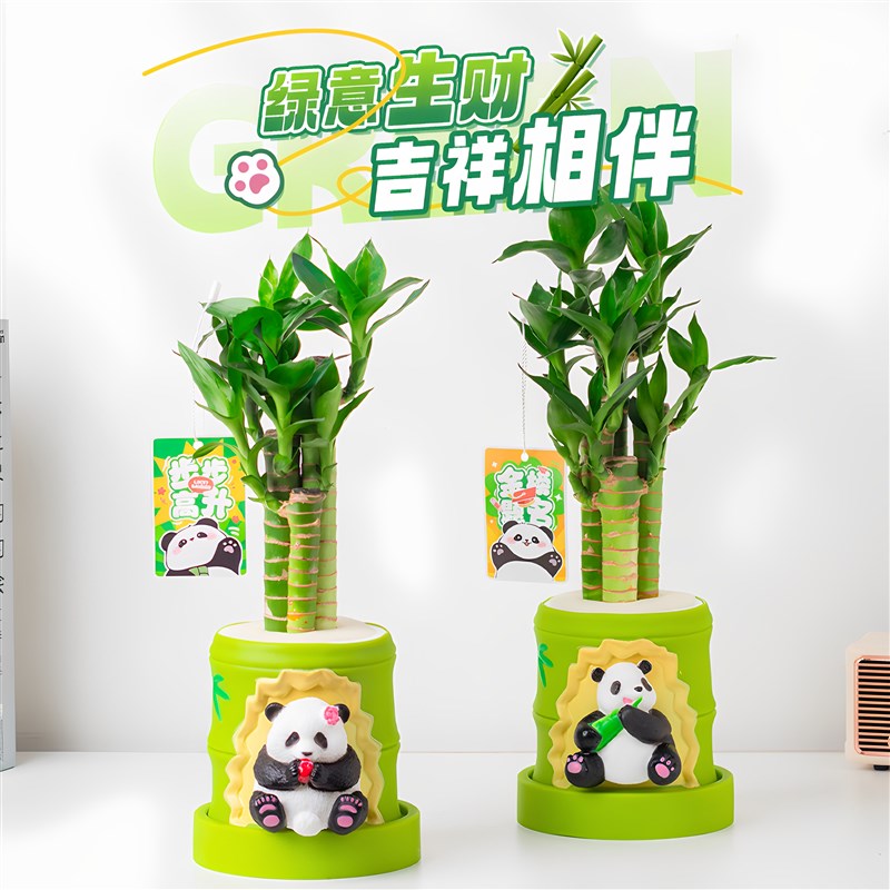 富贵竹水培植物办l公室内客厅带根4支文昌转运竹子绿植小盆栽礼品