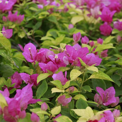 三角梅 c斑红樱 盆栽绿植庭院阳台开花植物