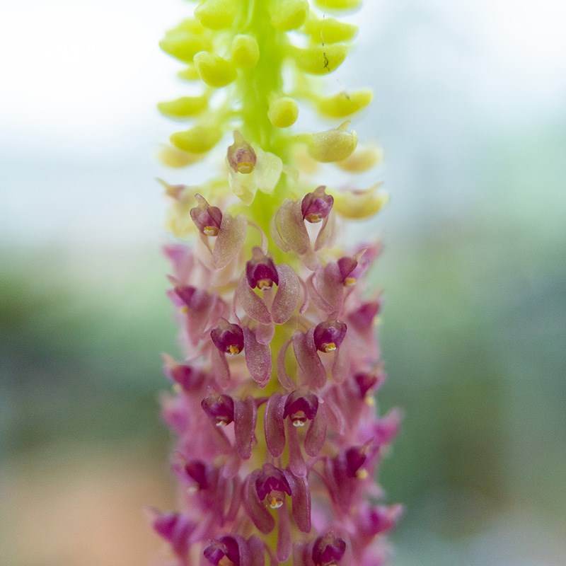 匠人花圃无耳沼j兰洱地生腐生兰桌面小巧雨林缸植物耐热耐干盆栽