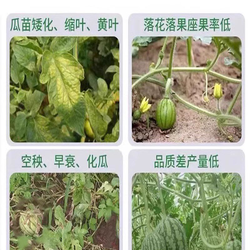 速发西瓜授粉药坐果灵保花保果药防裂果增产增甜控旺抗病药专用叶