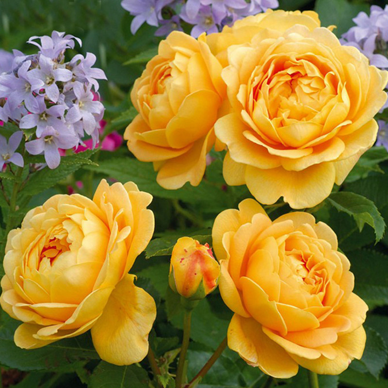 四季蔷薇花苗藤本月季大苗大花浓香玫瑰J庭院爬藤植物阳台盆栽花,鲜花速递/花卉仿真/绿植园艺,时令草本花卉,淘宝优惠券,粉丝福利购,淘宝优惠卷