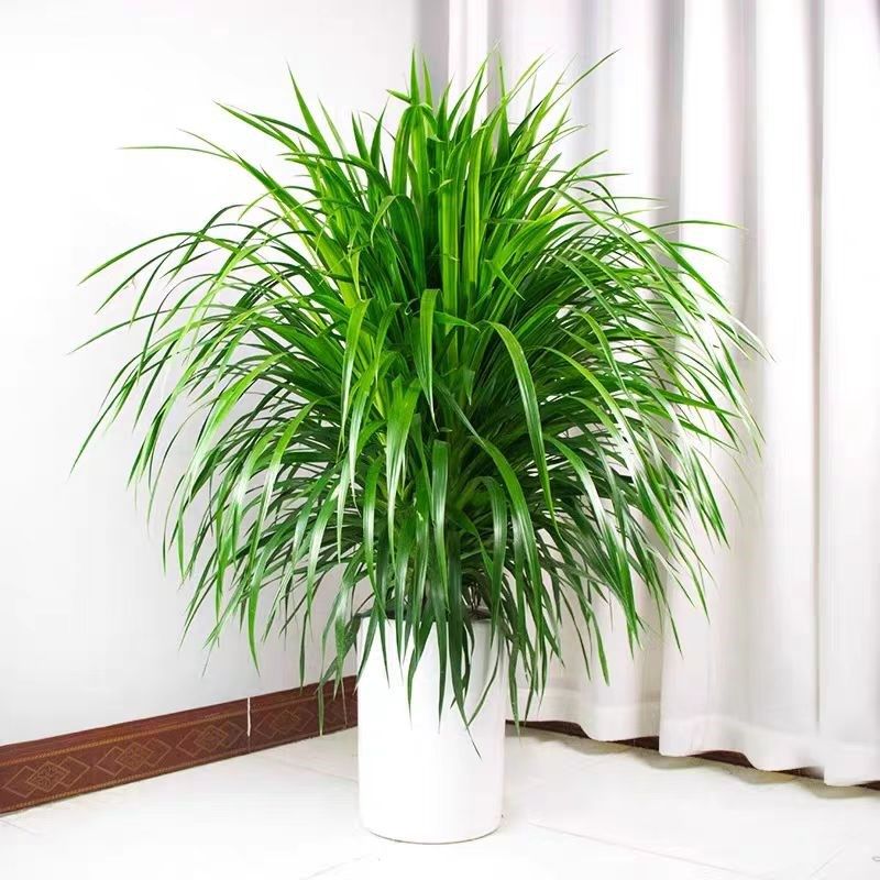 龙须树盆栽绿植室内大型客厅造型盆景多头龙铁树龙血X树办公室植,鲜花速递/花卉仿真/绿植园艺,大型绿植/成品组合盆栽,淘宝优惠券,粉丝福利购,淘宝优惠卷