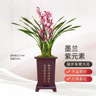 年宵大红花d苞兰花苗墨兰报岁兰 紫元素 现带浓香花苞出售花卉盆