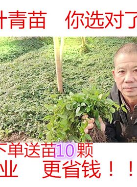 野生三叶青苗带葫芦种苗紫藤金线吊葫芦清P热解毒中草药材种子
