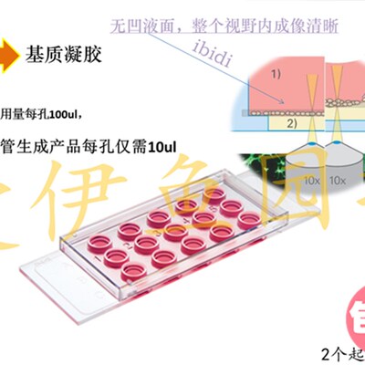 81506 血管生成载玻片  y 出芽实验 血管生成 成管 载波片
