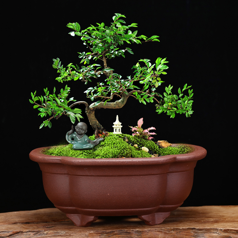 宜兴紫砂花盆精品l四方椭圆桌面假山盆景兰草多肉菖蒲家用陶瓷包