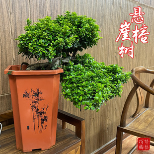 悬崖S型小叶榕树人参榕造型盆z景花卉绿植四季常青老桩盆栽树室内
