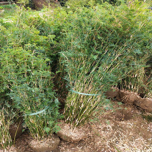 绿化丛生竹子慈孝竹孝顺竹户外庭B院植物四季常青风景竹小叶凤尾