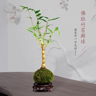 苔藓球金丝佛肚竹老o桩苗水培盆景四季常青室内好养易活文人观赏