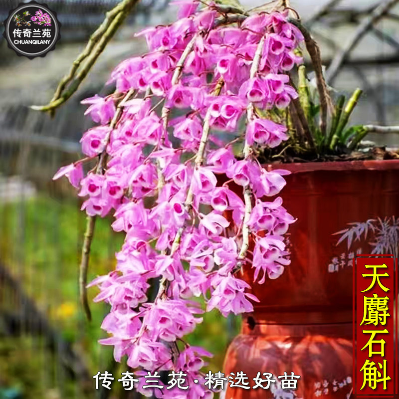 天麝石斛 稀有品种粉紫色香好看国兰附生杂交兰室U内盆栽绿植花卉,鲜花速递/花卉仿真/绿植园艺,国兰/杂交兰/洋兰类,淘宝优惠券,粉丝福利购,淘宝优惠卷