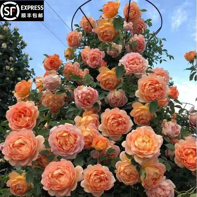 [夏洛特夫人]月季藤p本花卉蔷薇花苗带花苞四季开花大苗拱门栅栏,鲜花速递/花卉仿真/绿植园艺,月季/蔷薇/玫瑰,淘宝优惠券,粉丝福利购,淘宝优惠卷