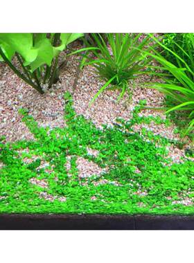 Teedel水草造景砂矿物砂水族箱水草造景植物生长砂可代替水草泥
