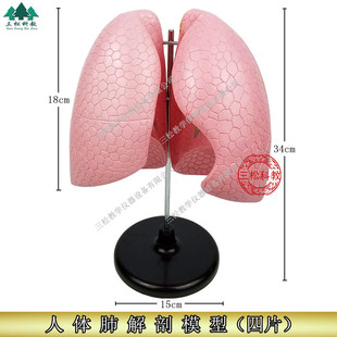 肺模型人体肺解剖模型肺部支气管呼吸系统结构造教学教具模型
