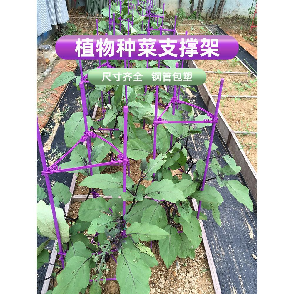 攀爬凉棚蔬菜种植架支小番茄瓜番茄支撑HAR杆黄罐凉棚阳台柿子花