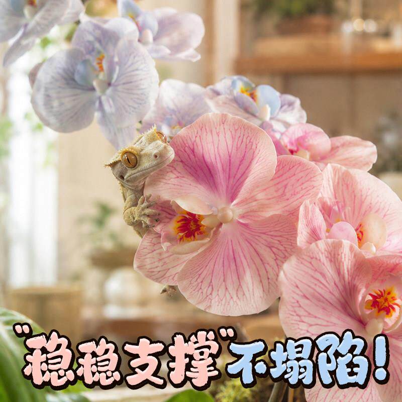 爬宠角造景仿真蝴蝶兰cwa-46假花朵植守物宫蜥蜴蛇攀爬睫躲避饲箱