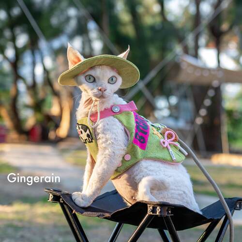 INGERAN 包露营户外书牛仔遛G猫胸背带牵引绳IGINGERAI套装德文无