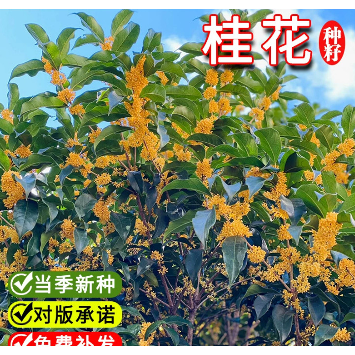 桂花种子四季浓香型桂花树种籽室内阳台易种绿化办公室盆栽花卉籽