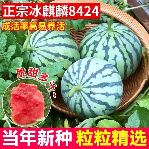 8424麒麟西瓜种子无籽高产冰糖懒人西瓜种子四季蔬菜水果种孑秧苗