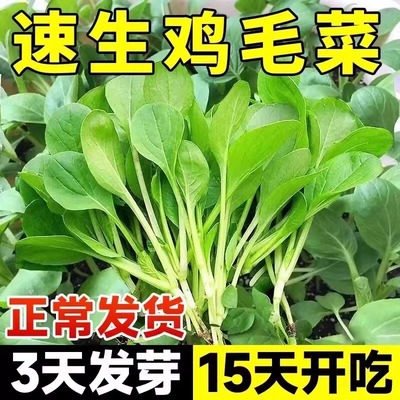 四季速生鸡毛菜菜种籽孑上海青白菜蔬菜大全阳台盆栽抗热鸡毛菜苗
