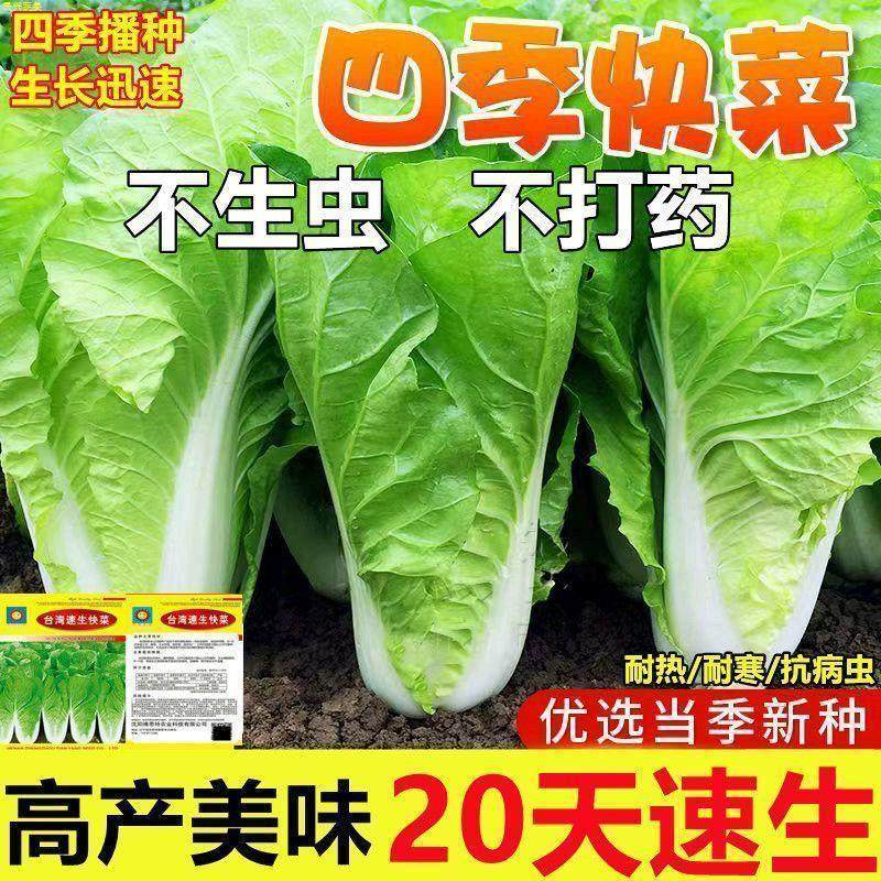 四季快菜种子20天高产速生耐寒菜种子耐高温小白菜菜种子蔬菜种子