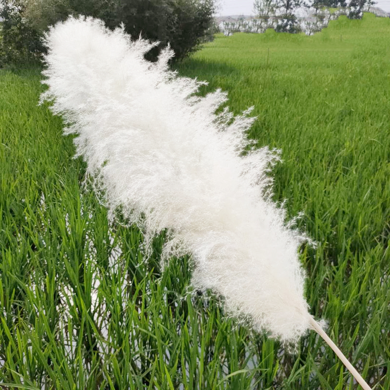速发芦苇装饰直播间苇景 商客造景场厅超大落地蒲背干花永生花