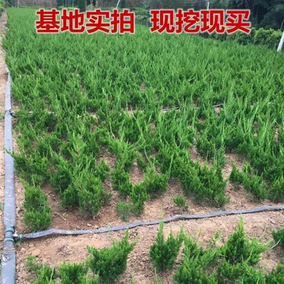 速发绿化苗木龙柏小苗 小龙柏 龙柏球 四季常青龙柏龙柏