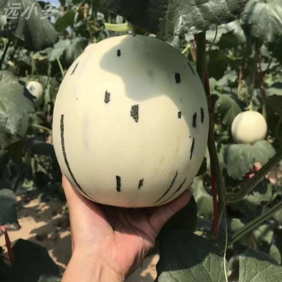 蜜露流星甜瓜流星雨时令薄皮玫珑软糯瓜非玉菇装心小冰糖甄选留香