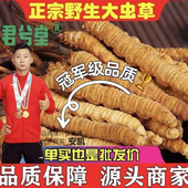 官方正品 野生冬虫夏草阿坝甘孜高海拔虫草非西藏那曲青海干虫草