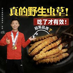 正品天然野生虫草产地阿坝甘孜州高海拔非那曲青海冬虫夏草批发