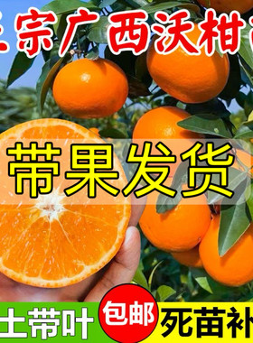无核沃柑果树苗带果发货