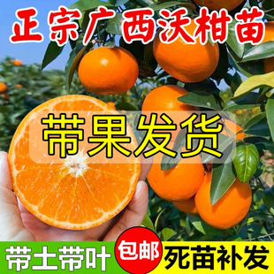 广西正宗091无核沃柑果树苗嫁接武鸣沃柑南北方种植盆栽带果发货