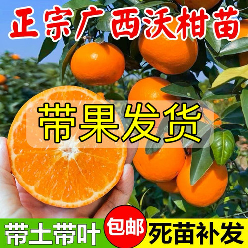 无核沃柑果树苗带果发货