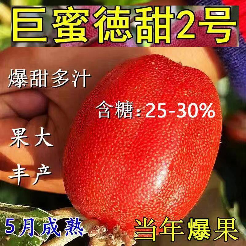 纯甜羊奶果树苗德甜二号云南羊奶果苗南北方种植盆栽地栽当年结果