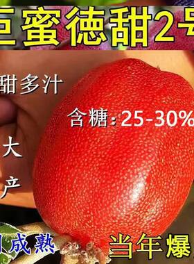 纯甜羊奶果树苗德甜二号云南羊奶果苗南北方种植盆栽地栽当年结果