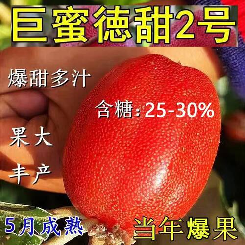 纯甜羊奶果树苗德甜二号云南羊奶果苗南北方种植盆栽地栽当年结果