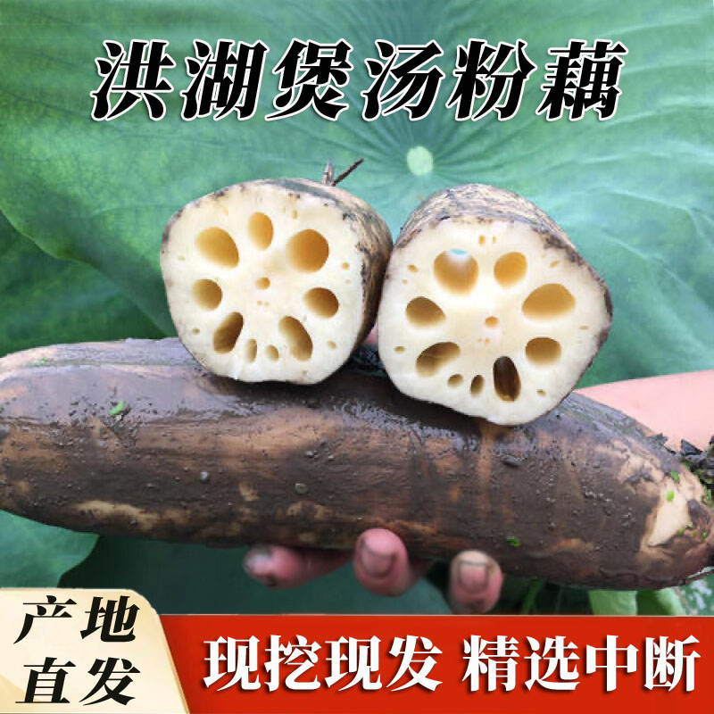 洪湖粉藕莲藕煲汤藕新鲜农家特产
